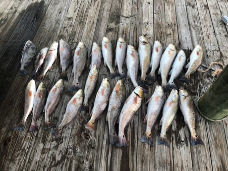 Black Drum, Redfish fishing in Port O&#039;Connor, Texas