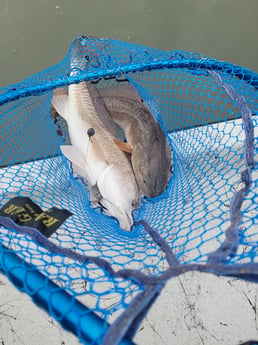 Redfish Fishing in Port O&#039;Connor, Texas