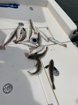 Speckled Trout Fishing in Gulf Shores, Alabama