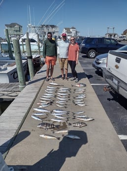 Little Tunny / False Albacore, Sheepshead, Spanish Mackerel Fishing in Frisco, North Carolina