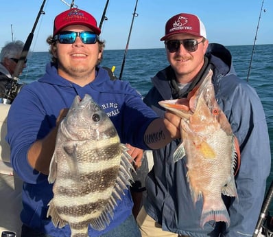 Hogfish, Sheepshead fishing in Clearwater, Florida