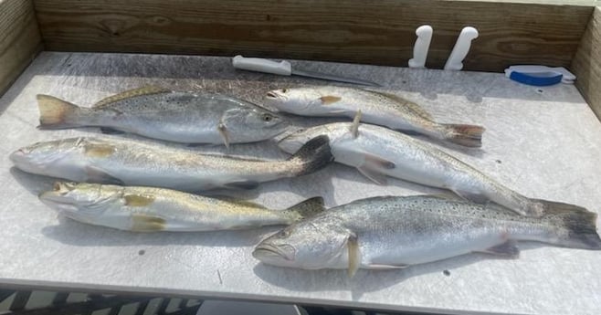 Speckled Trout / Spotted Seatrout Fishing in Corpus Christi, Texas