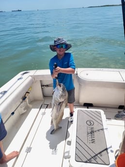 Black Drum Fishing in Galveston, Texas