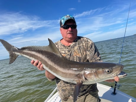 Cobia Fishing in Tampa, Florida