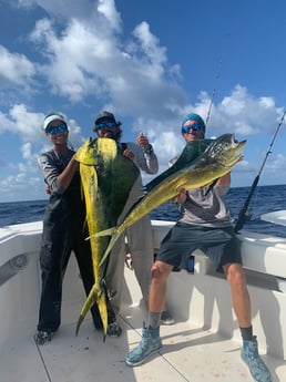 Mahi Mahi / Dorado fishing in Islamorada, Florida