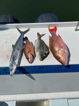 Mangrove Snapper, Mutton Snapper, Scup, Spanish Mackerel Fishing in Jupiter, Florida