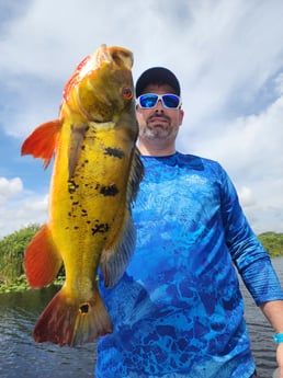 Peacock Bass Fishing in Fort Lauderdale, Florida