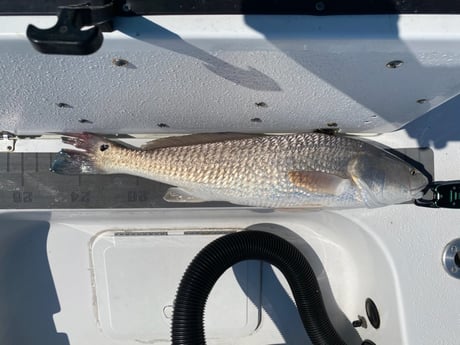 Redfish fishing in Galveston, Texas