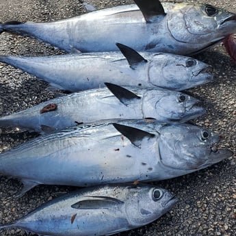 Little Tunny / False Albacore fishing in Hillsboro Beach, Florida