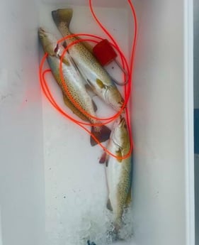 Speckled Trout Fishing in Corpus Christi, Texas