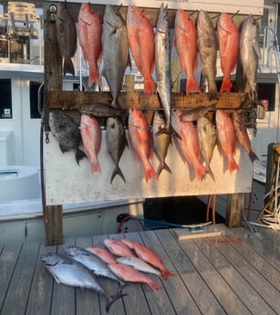 Black Drum, Blackfin Tuna, Red Snapper, Triggerfish, Wahoo fishing in Destin, Florida