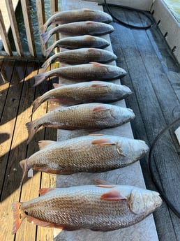 Redfish Fishing in Rockport, Texas