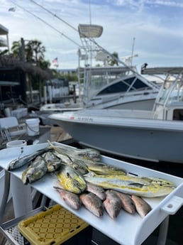 Mahi Mahi, Mangrove Snapper Fishing in Key West, Florida