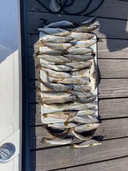 Speckled Trout / Spotted Seatrout Fishing in Gulf Shores, Alabama