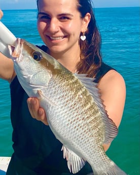 Mangrove Snapper Fishing in Key West, Florida