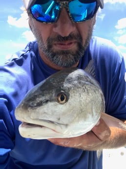 Redfish Fishing in St. Petersburg, Florida