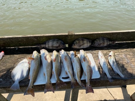 Flounder, Redfish, Sheepshead, Speckled Trout / Spotted Seatrout fishing in Galveston, Texas