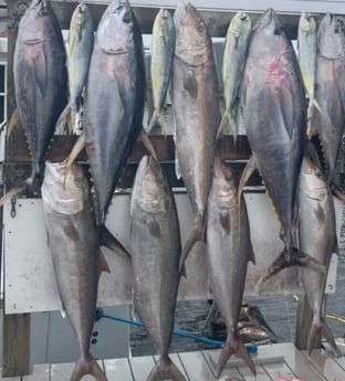 Amberjack, Mahi Mahi / Dorado, Yellowfin Tuna fishing in Destin, Florida