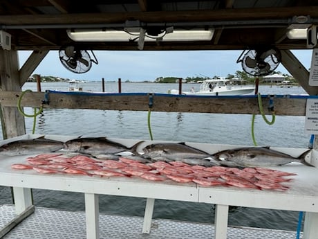 Fishing in Orange Beach, Alabama