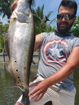 Clown Knifefish fishing in Delray Beach, Florida