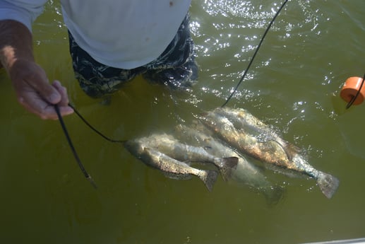 Speckled Trout / Spotted Seatrout fishing in Corpus Christi, Texas