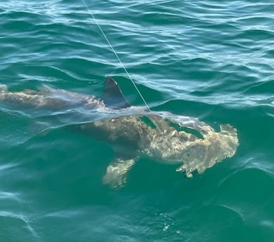 Hammerhead Shark Fishing in Tampa, Florida