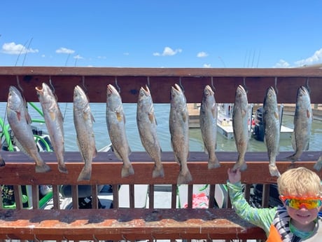 Speckled Trout / Spotted Seatrout fishing in Corpus Christi, Texas