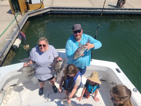 Triggerfish fishing in Orange Beach, Alabama