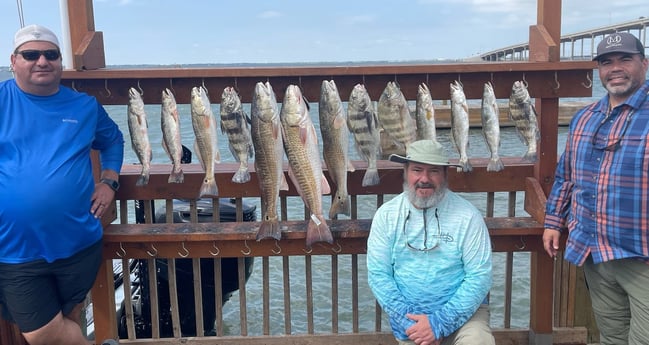 Black Drum, Redfish, Sheepshead, Speckled Trout / Spotted Seatrout Fishing in Corpus Christi, Texas