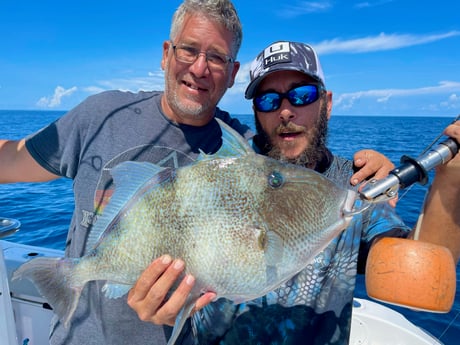 Triggerfish fishing in St. Augustine, Florida