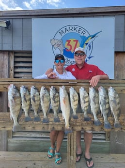 Black Drum, Redfish Fishing in Corpus Christi, Texas