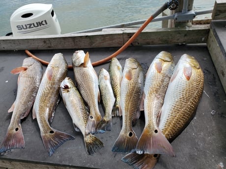 Redfish, Speckled Trout / Spotted Seatrout fishing in South Padre Island, Texas