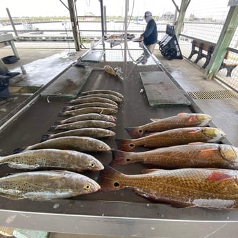 Redfish, Speckled Trout Fishing in Galveston, Texas