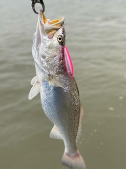 Speckled Trout / Spotted Seatrout Fishing in Galveston, Texas