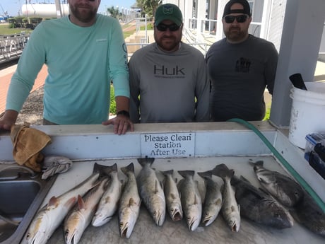 Black Drum, Redfish, Sheepshead fishing in Galveston, Texas