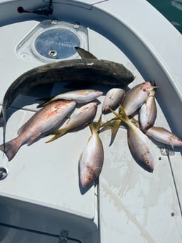 Mangrove Snapper, Yellowtail Snapper Fishing in Key West, Florida