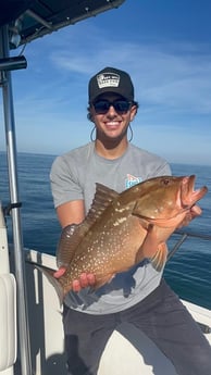 Red Grouper Fishing in Belleair Bluffs, Florida