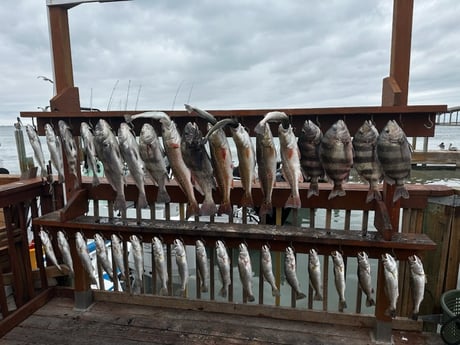 Black Drum, Redfish, Speckled Trout Fishing in Corpus Christi, Texas