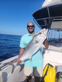 Amberjack fishing in Clearwater, Florida