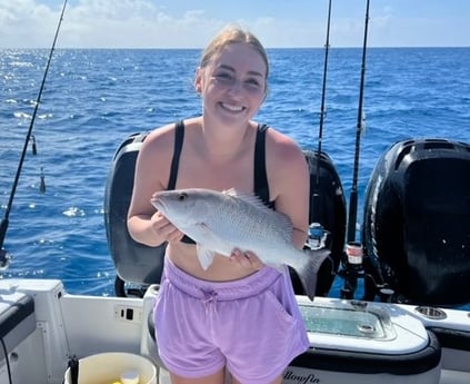 Mangrove Snapper Fishing in Key Largo, Florida