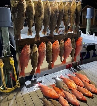 Gag Grouper, Red Snapper fishing in Destin, Florida