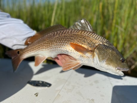 Redfish fishing in New Orleans, Louisiana