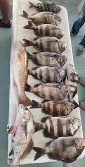 Black Drum, Redfish, Sheepshead fishing in Galveston, Texas