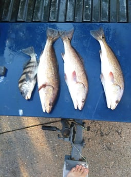 Flounder fishing in St. Augustine, Florida