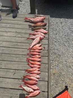 Mangrove Snapper, Red Snapper, Vermillion Snapper Fishing in Destin, Florida