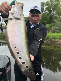 Clown Knifefish Fishing in Delray Beach, Florida