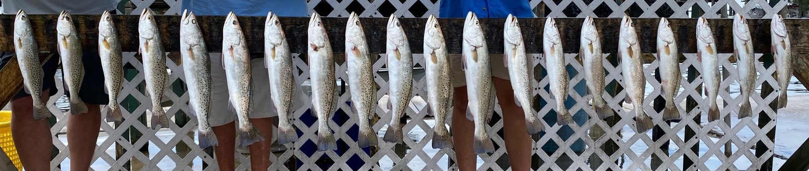 Speckled Trout / Spotted Seatrout fishing in Corpus Christi, Texas