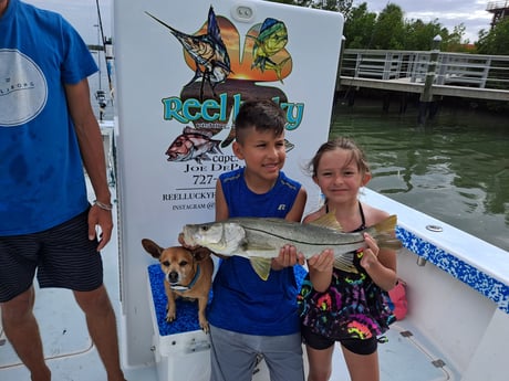 Snook fishing in St. Petersburg, Florida