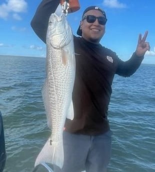 Sheepshead Fishing in Galveston, Texas