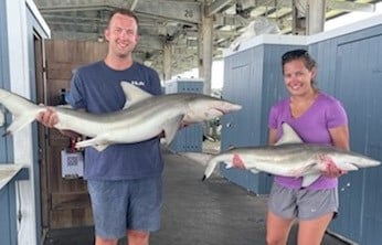 Blacktip Shark fishing in Galveston, Texas